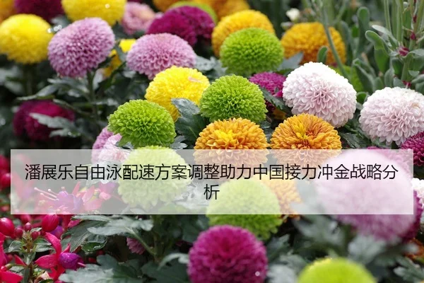 潘展乐自由泳配速方案调整助力中国接力冲金战略分析